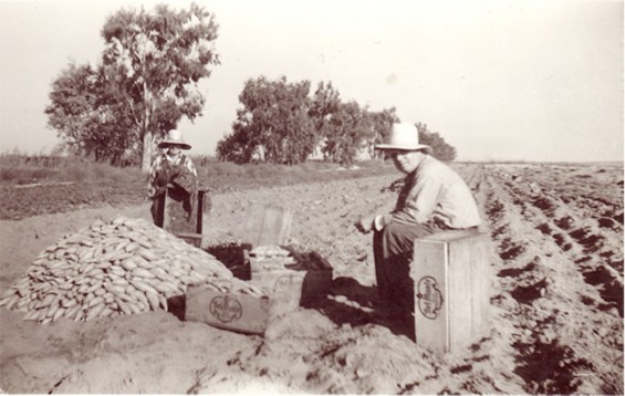 Joe Alvernaz Harvesting Sweet Potatoes Historical Photo circa 1930